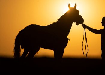 دماء وجيوش وأوهام.. روح النظام الإقليمي الجديد على ظهر حصان