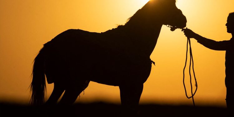 دماء وجيوش وأوهام.. روح النظام الإقليمي الجديد على ظهر حصان